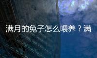 滿月的兔子怎么喂養(yǎng)？滿月的兔子怎么喂奶