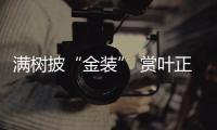 滿樹披“金裝” 賞葉正當時