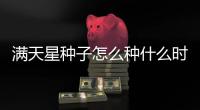 滿天星種子怎么種什么時候種（滿天星種子怎么種）