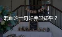混血哈士奇好養嗎知乎？混血哈士奇好不好