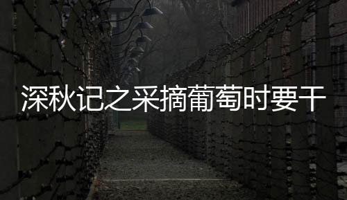 深秋記之采摘葡萄時要干些什么？