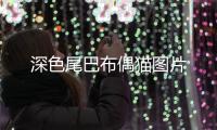 深色尾巴布偶貓圖片