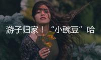 游子歸家！“小豌豆”哈維爾