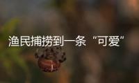 漁民捕撈到一條“可愛”的鯊魚：不愿離開直接在船上開吃
