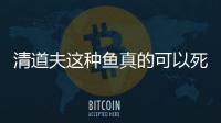 清道夫這種魚真的可以死復活嗎？ 清道夫為什么烤熟了還能復活