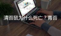 清苔鼠為什么死亡？青苔鼠不工作了怎么辦