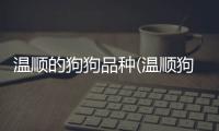 溫順的狗狗品種(溫順狗狗排行榜前十名)