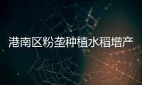 港南區粉壟種植水稻增產28%