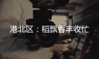 港北區：稻飄香豐收忙