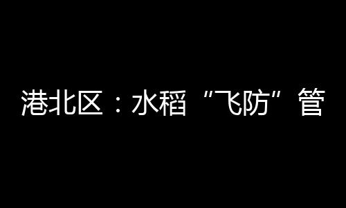 港北區(qū)：水稻“飛防”管理 科技助農(nóng)增收