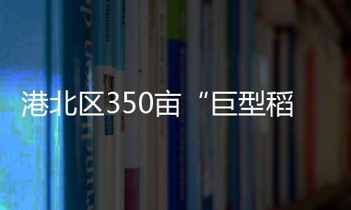 港北區(qū)350畝“巨型稻”長(zhǎng)勢(shì)喜人