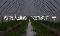 湖南大通湖“吃飯糧”守護(hù)者的“禾下”致富夢(mèng)