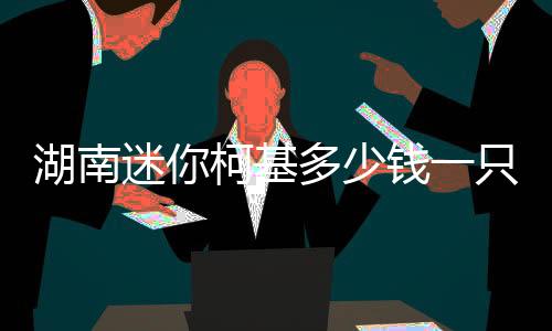 湖南迷你柯基多少錢一只啊？湖南迷你柯基多少錢一只幼犬