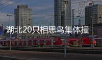 湖北20只相思鳥集體撞墻自殺