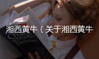 湘西黃牛（關于湘西黃牛的基本情況說明介紹）