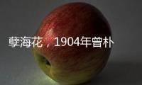 孽海花，1904年曾樸所著長篇小說