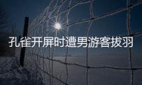 孔雀開(kāi)屏?xí)r遭男游客拔羽毛男子全程笑臉園方：正尋找該游客
