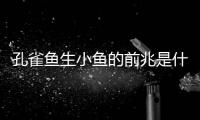 孔雀魚生小魚的前兆是什么？ 孔雀魚生小魚前兆詳解