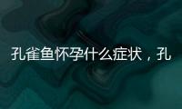 孔雀魚懷孕什么癥狀，孔雀魚懷孕了怎么辦