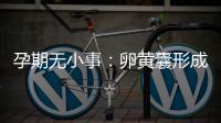 孕期無小事：卵黃囊形成到胎芽出現時間早了解早放心
