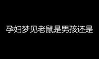 孕婦夢見老鼠是男孩還是女孩不再糾結，詳細預兆解讀看這