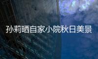 孫莉曬自家小院秋日美景 碩果累累柿子掛滿樹(shù)
