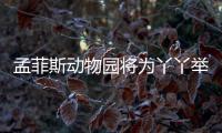 孟菲斯動物園將為丫丫舉辦告別派對！網友：別再作秀了！！