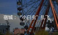宿城：“小白蟲”亂飛 園林部門展開防治