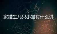 家貓生幾只小貓有什么講說嗎?