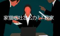 家貓嘔吐怎么辦?？我家貓咪嘔吐是怎么回事