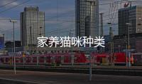 家養貓咪種類