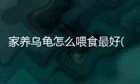 家養烏龜怎么喂食最好(家養烏龜喂食注意什么)