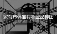 家有布偶貓有哪些品種圖片？家里有布偶玩具好嗎