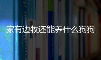 家有邊牧還能養(yǎng)什么狗狗？家有邊牧還能養(yǎng)什么狗呢