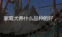 家庭犬養什么品種的好，適合家庭養的魚有什么品種