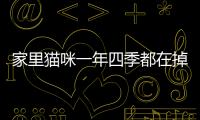 家里貓咪一年四季都在掉毛，為啥它不會(huì)禿呢？主要因?yàn)檫@3個(gè)原因