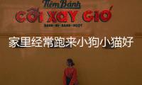 家里經常跑來小狗小貓好嗎？家里總是跑來小狗小貓