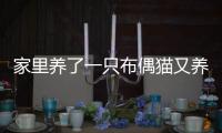 家里養了一只布偶貓又養一只(家里養布偶貓辟邪嗎)