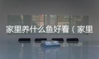 家里養什么魚好看（家里養什么魚好）