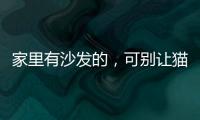 家里有沙發(fā)的，可別讓貓咪糟蹋了，用這6種方法制止，愛貓不生氣