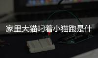 家里大貓叼著小貓跑是什么現象(家里的大貓對新來的小貓很兇)