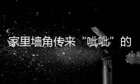 家里墻角傳來“呲呲”的響聲 竟是條一米多長的眼鏡蛇