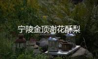 寧陵金頂謝花酥梨