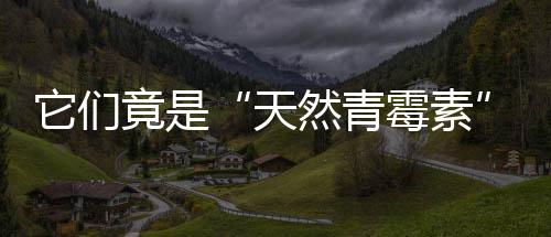 它們竟是“天然青霉素”，經(jīng)常吃，對(duì)身體好