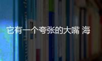 它有一個(gè)夸張的大嘴 海馬福美來F8申報(bào)圖