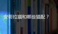 安哥拉貓和哪些貓配？ 安哥拉貓的