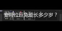 安哥拉巨兔能長多少歲？ 安哥拉兔多久成年