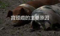 宮頸癌的主要原因
