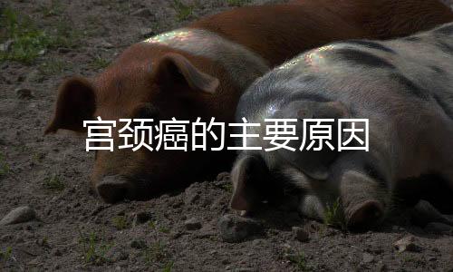 宮頸癌的主要原因
