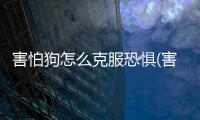 害怕狗怎么克服恐懼(害怕泰迪狗怎么克服)